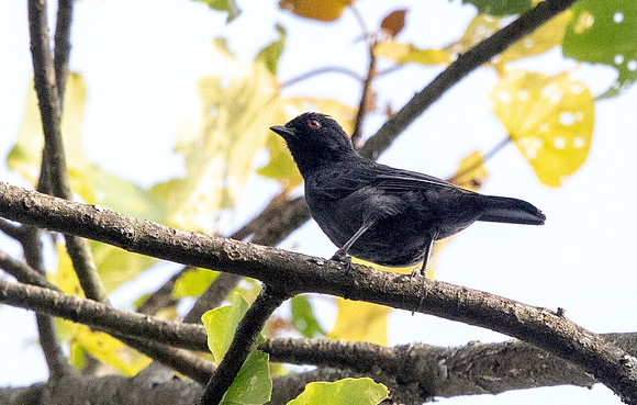 Dusky tit (Melaniparus funereus)