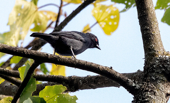 Dusky tit (Melaniparus funereus)