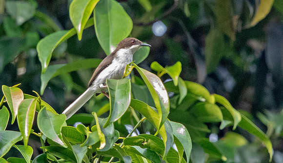 Grey apalis (Apalis cinerea) ?