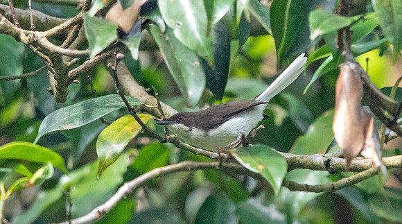 Grey apalis (Apalis cinerea) ?