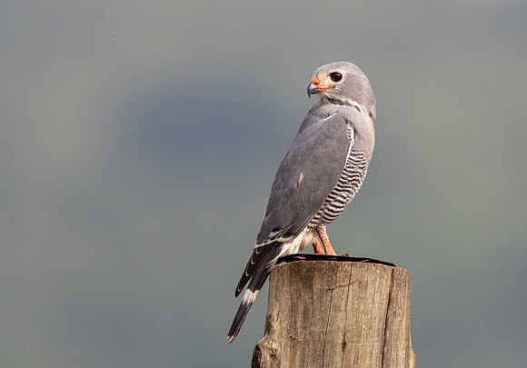 Lizard buzzard (Kaupifalco monogrammicus)