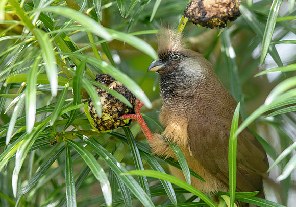 Speckled mousebird (Colius striatus)