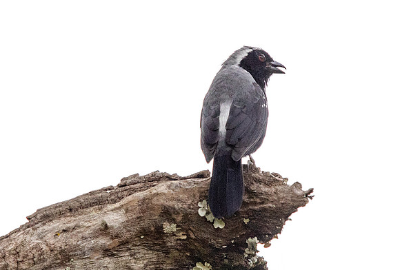 Grey-headed nigrita (Nigrita canicapillus)