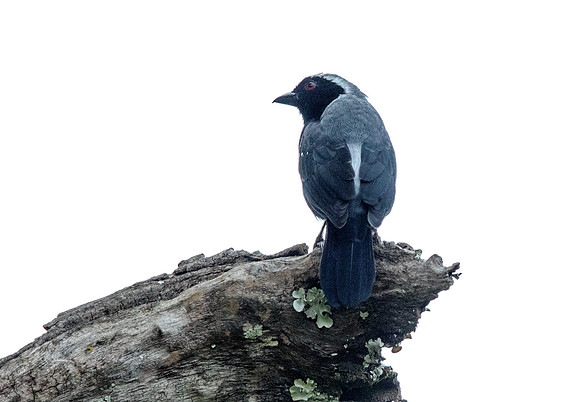 Grey-headed nigrita (Nigrita canicapillus)