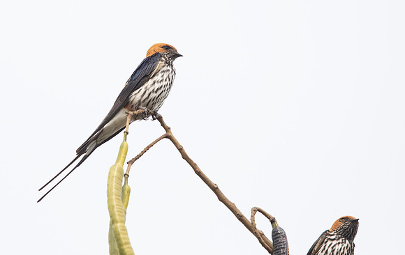 Lesser striped swallow (Cecropis abyssinica)