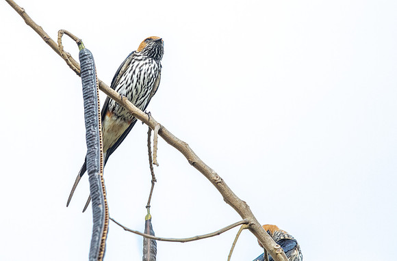 Lesser striped swallow (Cecropis abyssinica)