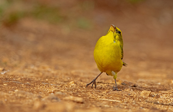 Brimstone canary (Crithagra sulphuratus)