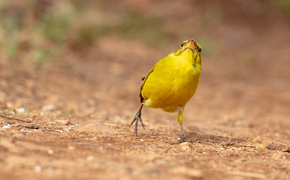 Brimstone canary (Crithagra sulphuratus)