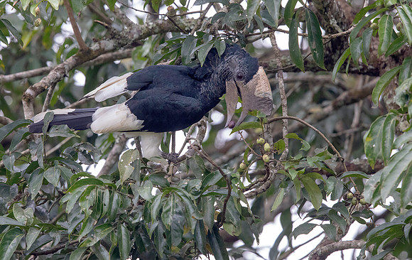 Uganda mangabey (Lophocebus ugandae)