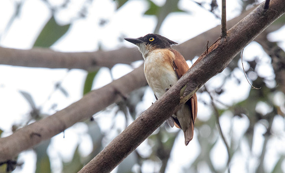 Black-and-white shrike-flycatcher (Bias musicus) Female