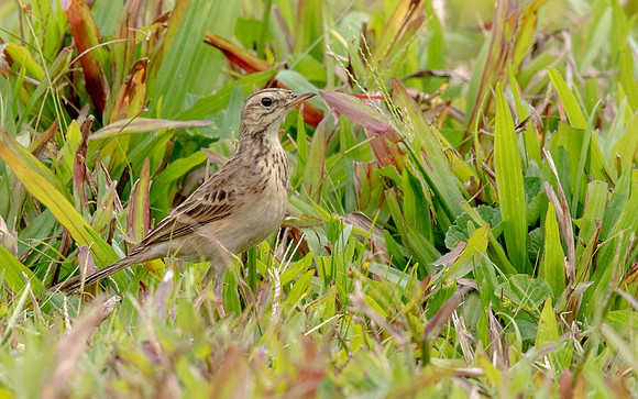 African pipit (Anthus cinnamomeus)