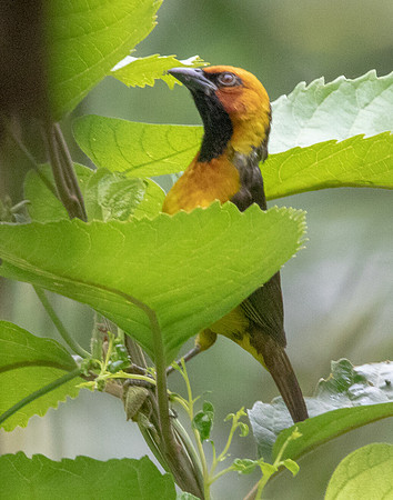 Black-necked weaver (Ploceus nigricollis)