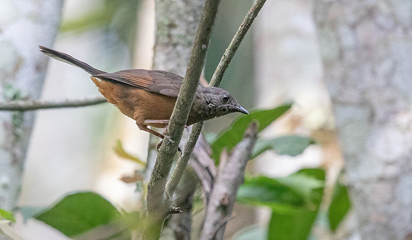Red-tailed ant thrush (Neocossyphus rufus)