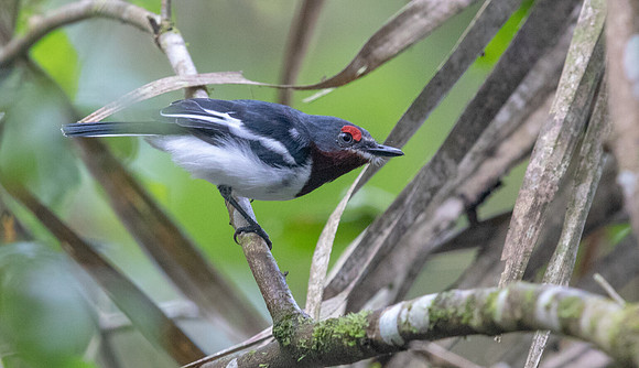 Brown-throated wattle-eye (Platysteira cyanea) ?