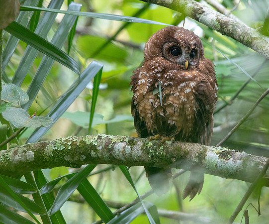 African wood owl (Strix woodfordii) Juv