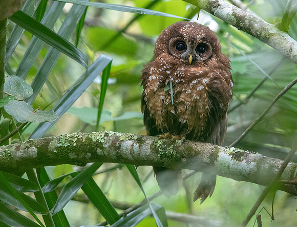African wood owl (Strix woodfordii) Juv