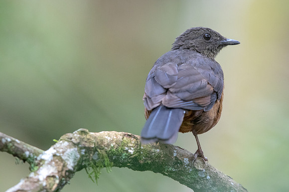Red-tailed ant thrush (Neocossyphus rufus)