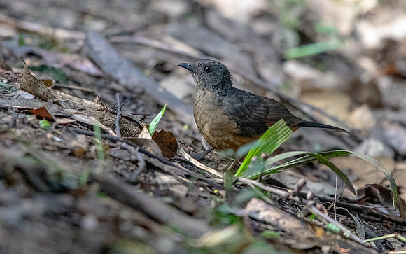 Red-tailed ant thrush (Neocossyphus rufus)