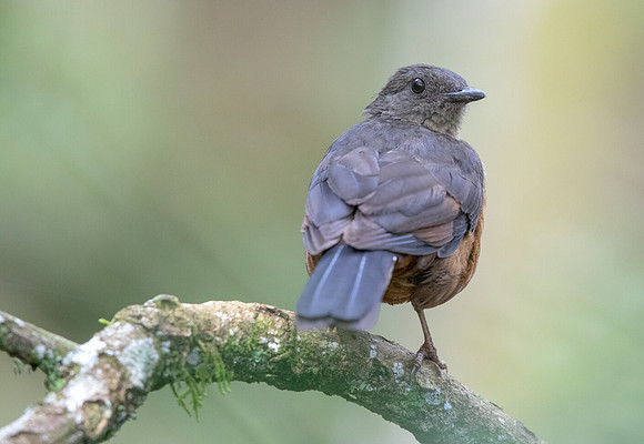 Red-tailed ant thrush (Neocossyphus rufus)