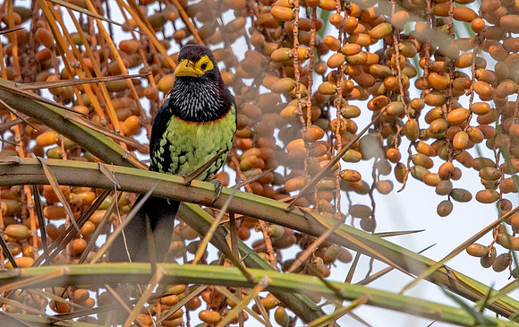 Yellow-billed barbet (Trachyphonus purpuratus)