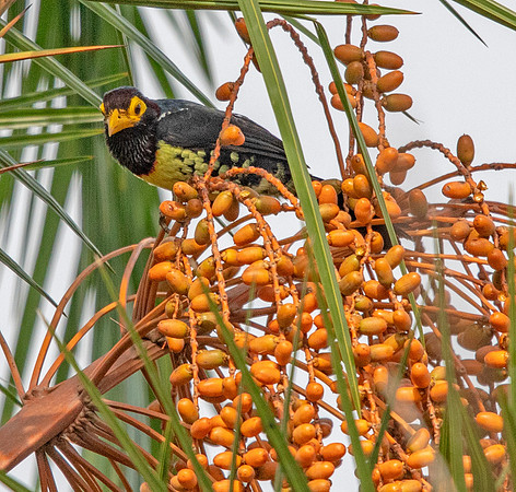 Yellow-billed barbet (Trachyphonus purpuratus)