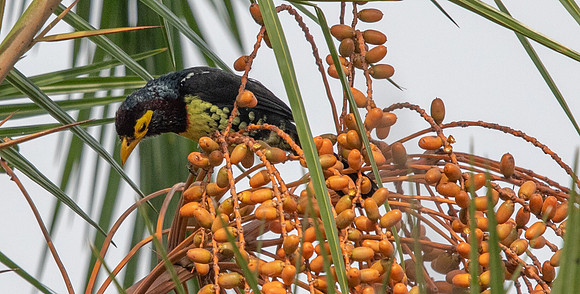 Yellow-billed barbet (Trachyphonus purpuratus)