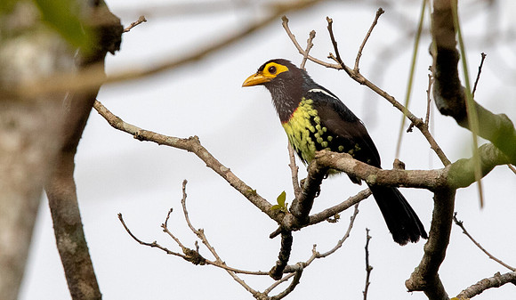 Yellow-billed barbet (Trachyphonus purpuratus)