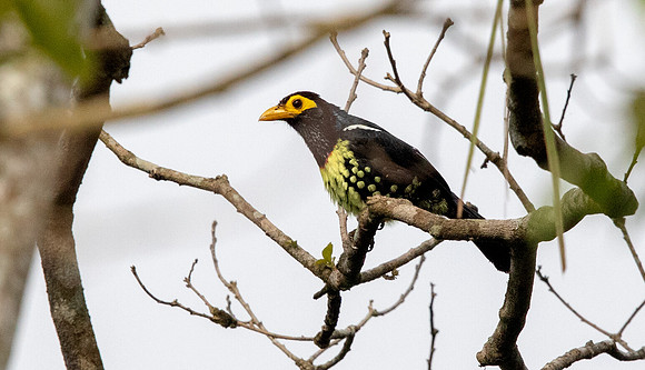 Yellow-billed barbet (Trachyphonus purpuratus)
