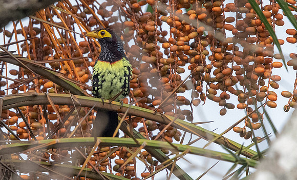 Yellow-billed barbet (Trachyphonus purpuratus)