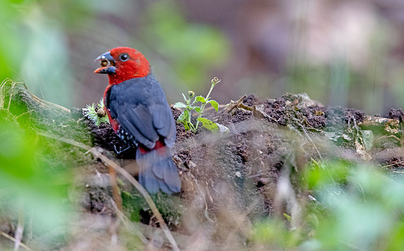 Red-headed bluebill (Spermophaga ruficapilla)