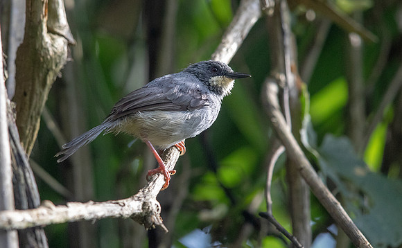 White-chinned prinia (Schistolais leucopogon)