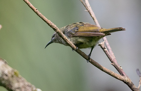 Blue-throated brown sunbird (Cyanomitra cyanolaema) Female
