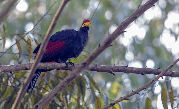 Ross's turaco (Musophaga rossae)