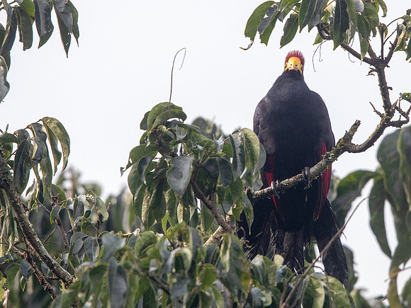 Ross's turaco (Musophaga rossae)