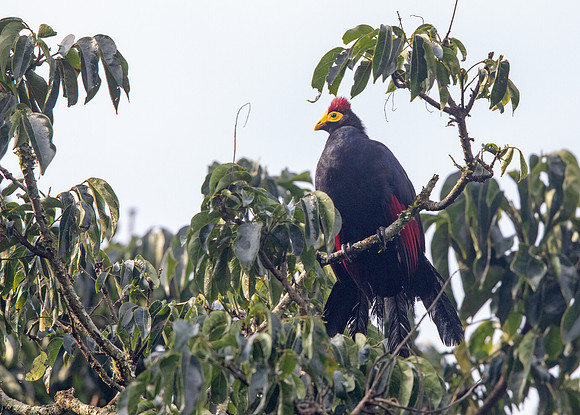 Ross's turaco (Musophaga rossae)