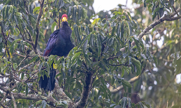 Ross's turaco (Musophaga rossae)