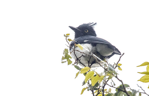 Black-and-white shrike-flycatcher (Bias musicus) Male