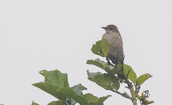 Slender-billed greenbul (Stelgidillas gracilirostris)