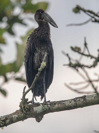 African openbill (Anastomus lamelligerus)