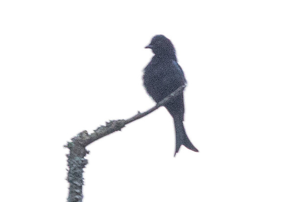 Velvet-mantled drongo (Dicrurus modestus)