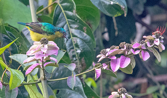 Collared sunbird, (Hedydipna collaris) ?