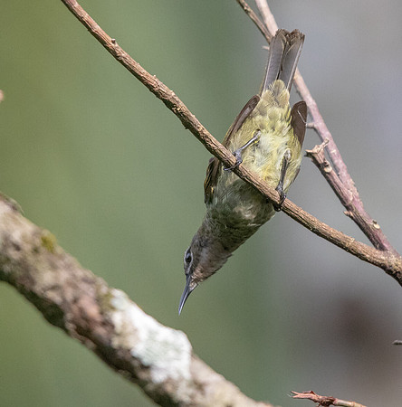 Blue-throated brown sunbird (Cyanomitra cyanolaema) Female
