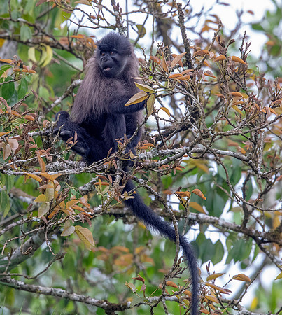Uganda mangabey (Lophocebus ugandae)