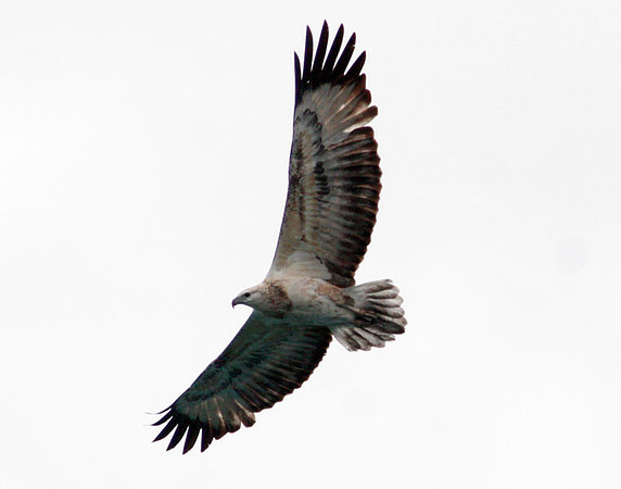 White-bellied Sea Eagle (Haliaeetus leucogaster) juvenile; also known as White-breasted Sea-eagle