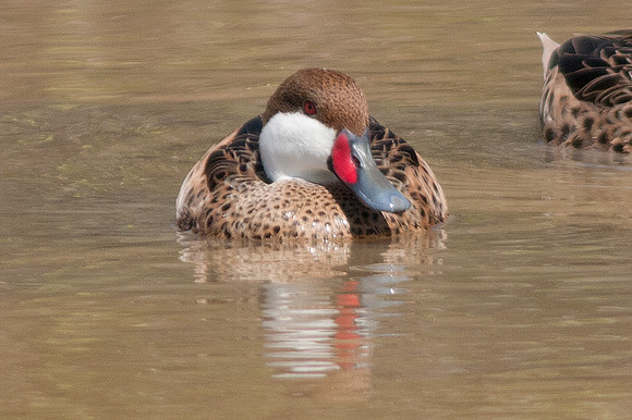 White-cheeked Pintail (Anas bahamensis)