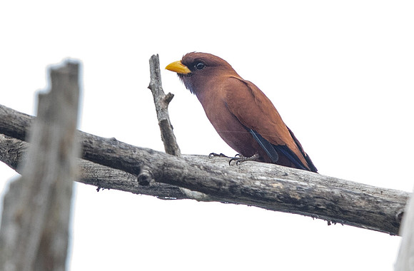 Blue-throated roller (Eurystomus gularis)