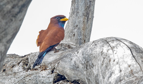 Blue-throated roller (Eurystomus gularis)
