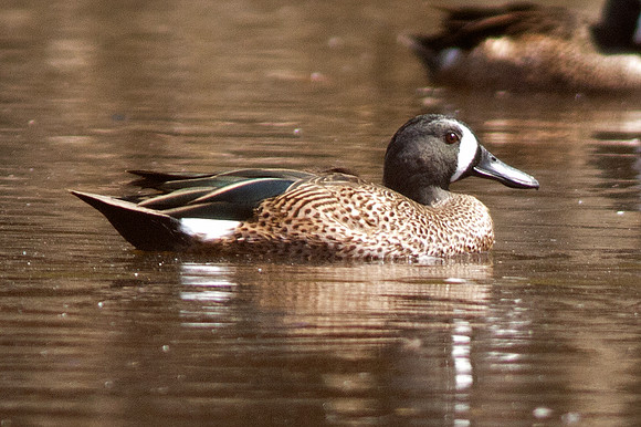 Blue-winged Teal (Anas discors) male