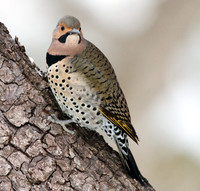 Northern Flicker (Colaptes auratus)