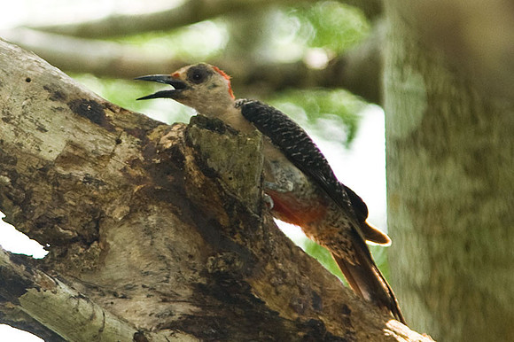 Golden-fronted Woodpecker (Melanerpes aurifrons)